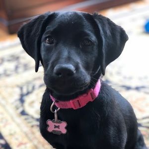 Meet your Posher, Rachel